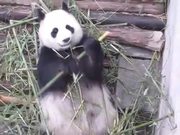 Panda Eating - Animals - Y8.COM