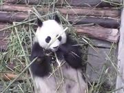 Panda Eating