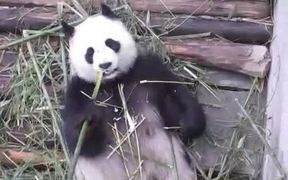 Panda Eating - Animals - Videotime.com