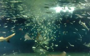 Feeding Fishes - Animals - VIDEOTIME.COM