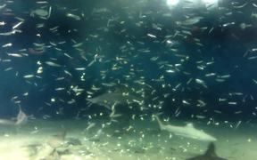 Feeding Fishes - Animals - VIDEOTIME.COM